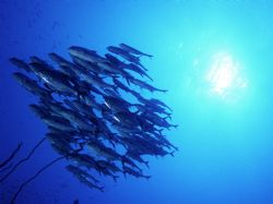 Carangidi in Red Sea, Sudan, Shaab Rumi
Nikonos III 15 m... by Mauro Serafini 